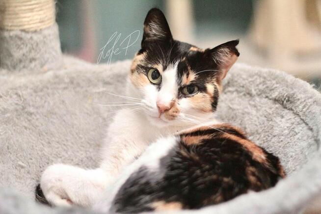 Tricolorka Tonya z białaczką