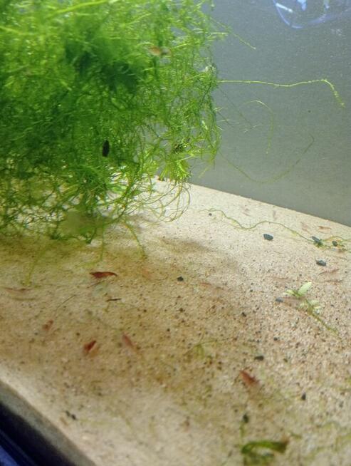 Krewetki akwariowe oraz rybki