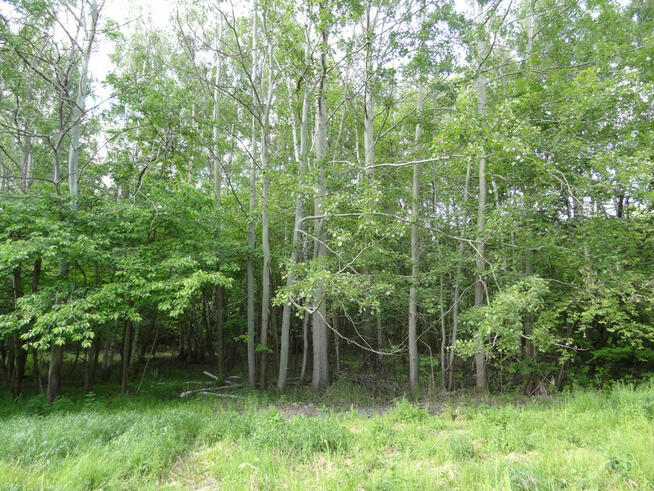 Oddam drzewa i gałęzie