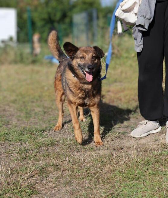 Towarzyski psiak Henry szuka domu!