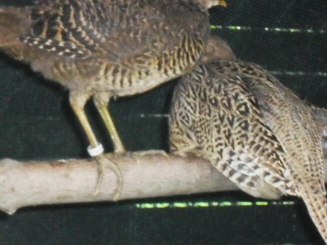 sprzedam młode bażanty