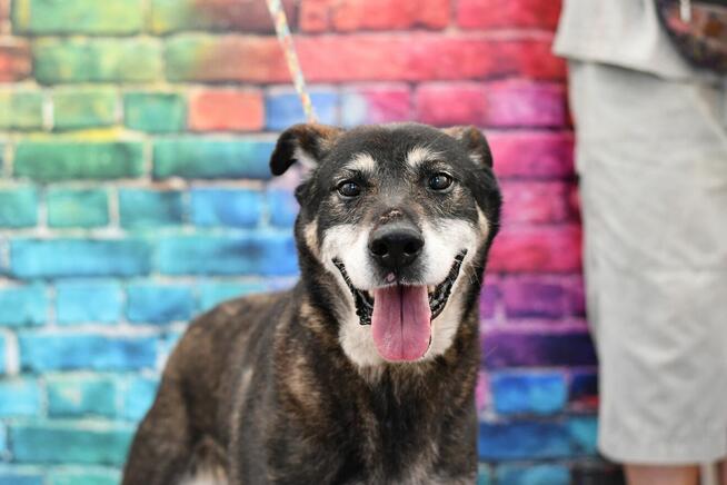 Uroczy Harnaś szuka kochającego domku!