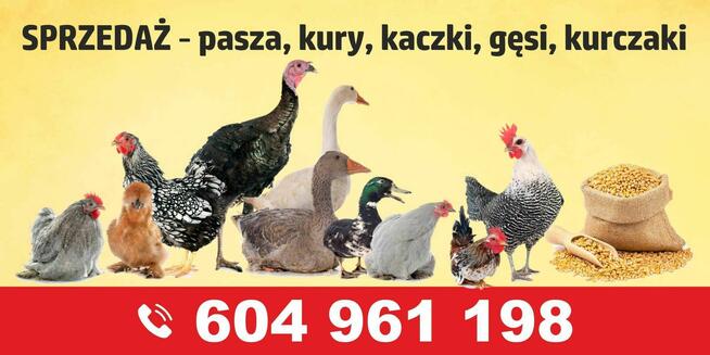 Sprzedaż paszy i karmy dla drobiu.