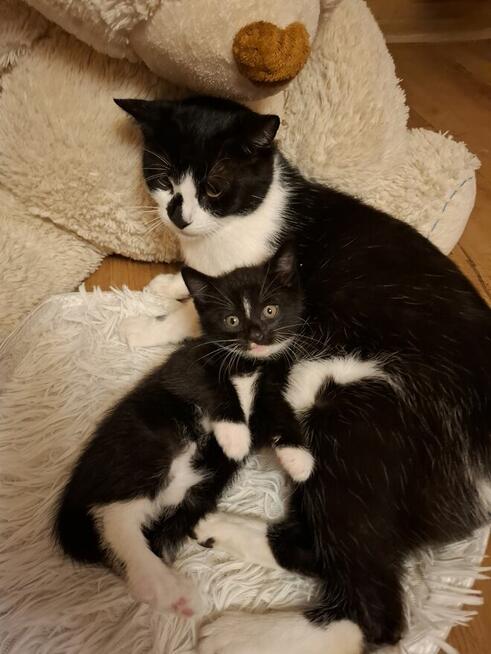 Koty po duzych rodzicach szkodzki swisłouchyojciec