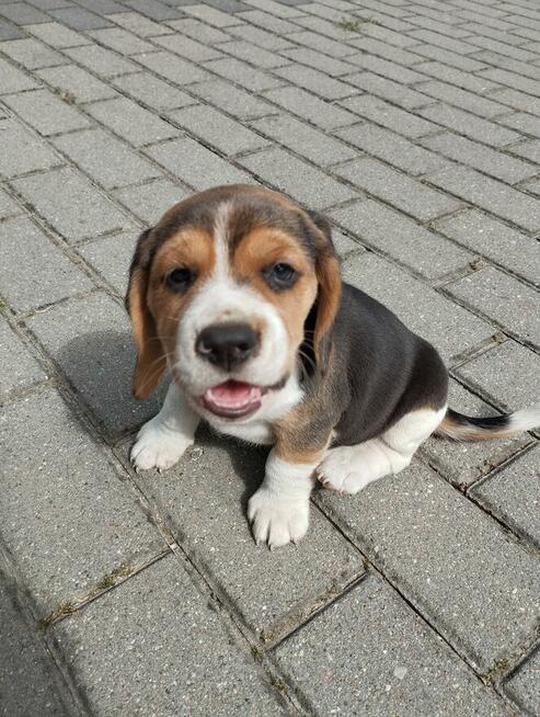 Beagle szczenięta TRI -Color