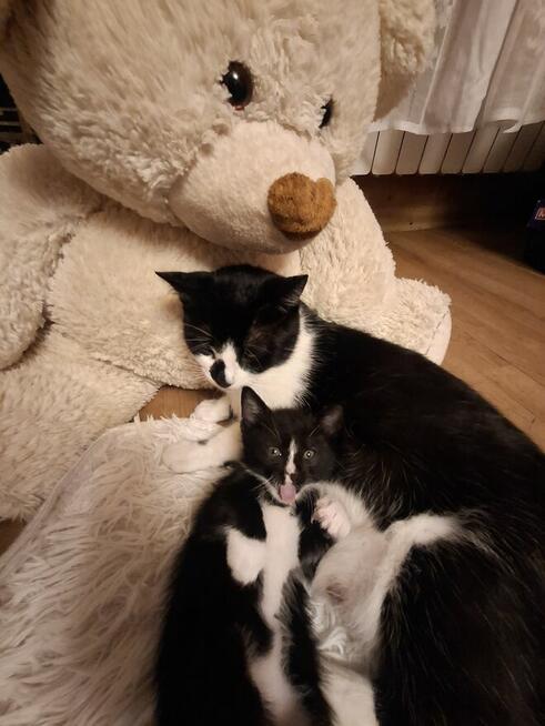 Koty po duzych rodzicach szkodzki swisłouchyojciec