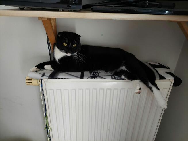 Koty po duzych rodzicach szkodzki swisłouchyojciec