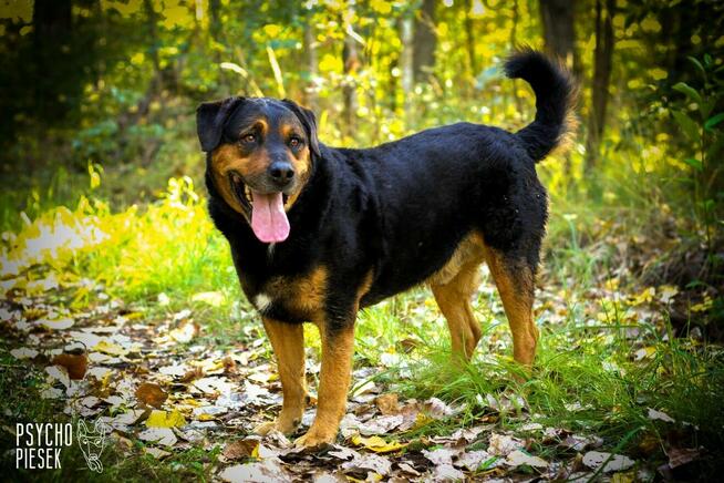 Imponujący aktywny Rufus