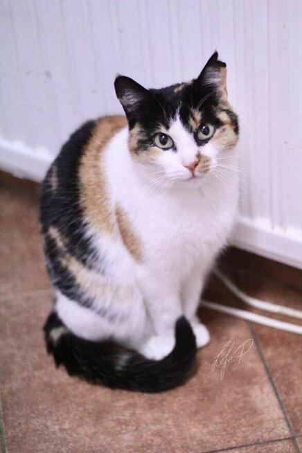 Tricolorka Tonya z białaczką