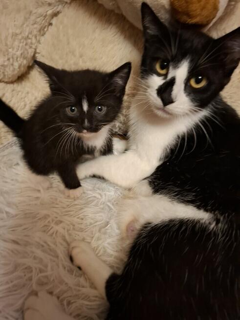 Koty po duzych rodzicach szkodzki swisłouchyojciec