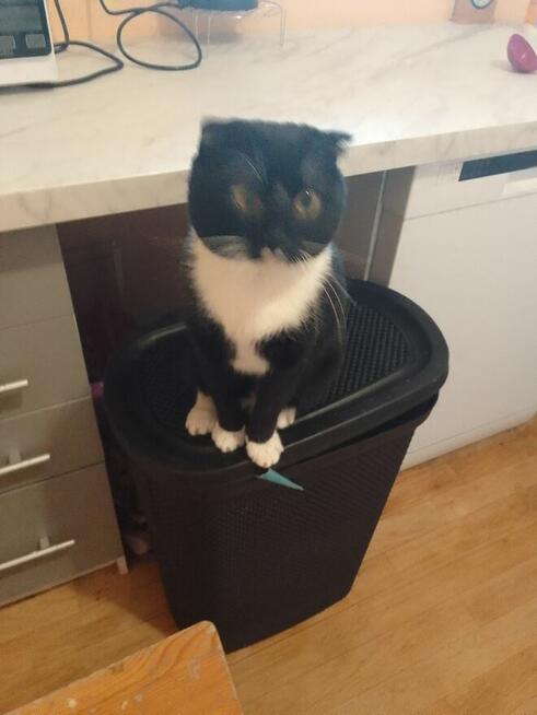 Koty po duzych rodzicach szkodzki swisłouchyojciec