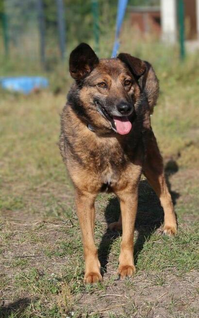 Towarzyski psiak Henry szuka domu!