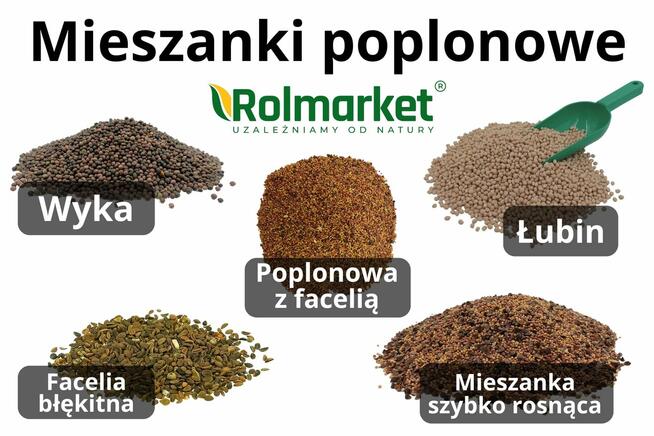 Nasiona Łubin Facelia Gorczyca Wyka Mieszanka poplonowa