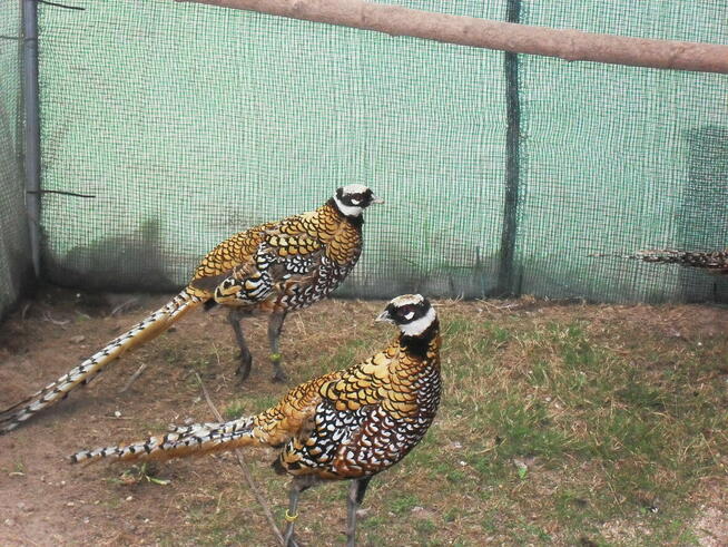 sprzedam młode bażanty