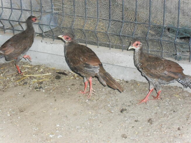 sprzedam młode bażanty