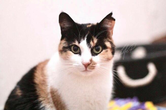 Tricolorka Tonya z białaczką