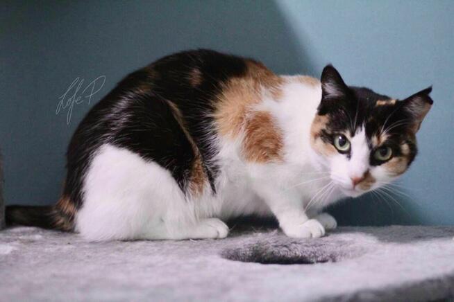 Tricolorka Tonya z białaczką