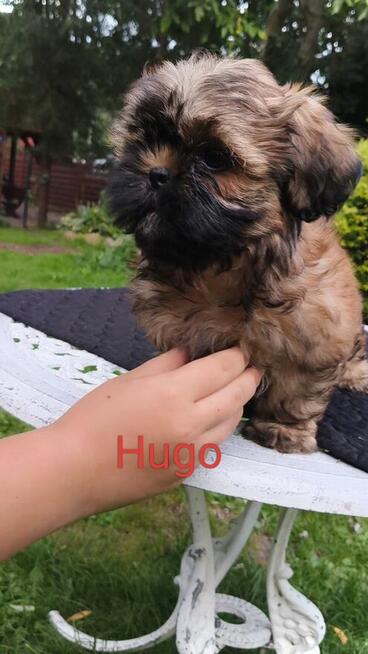 ShihTzu piesek Hugo