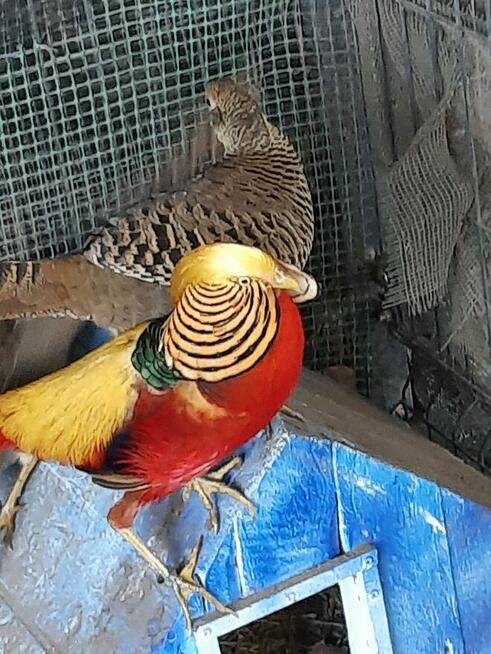 sprzedam młode bażanty