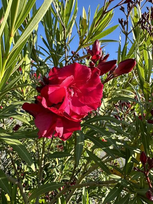 Oleander WIŚNIOWY o pełnych pacznacych kwiatach