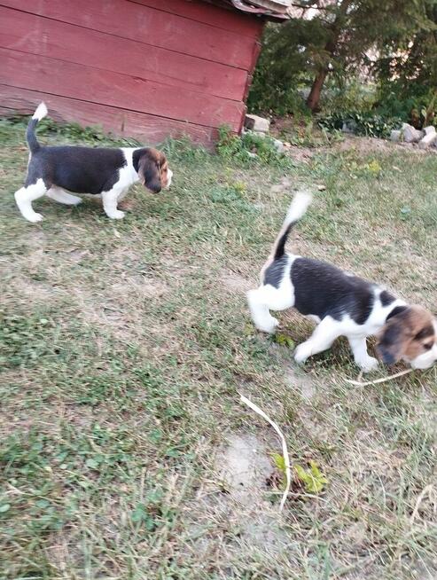 Beagle szczenięta TRI -Color