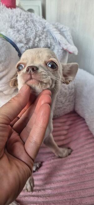 Chihuahua Szczenięta z rodowodem