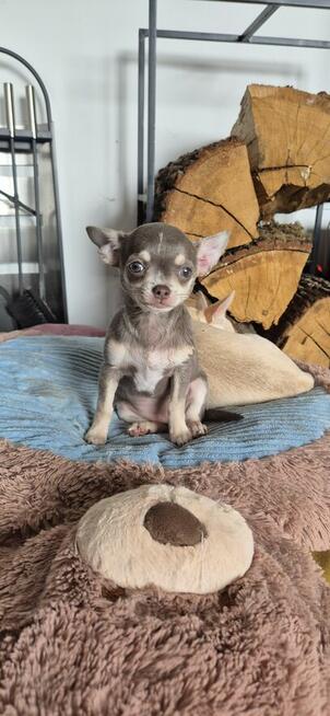 Chihuahua Szczenięta z rodowodem