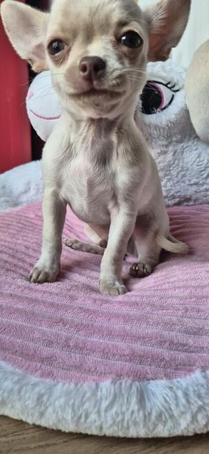 Chihuahua Szczenięta z rodowodem