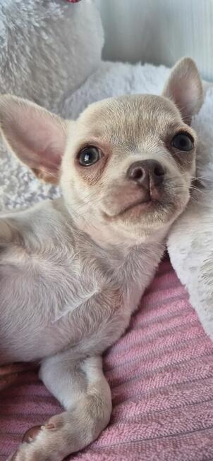 Chihuahua Szczenięta z rodowodem