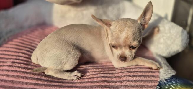 Chihuahua Szczenięta z rodowodem