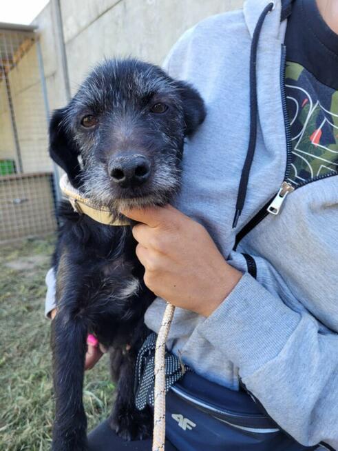 Szira do adopcji