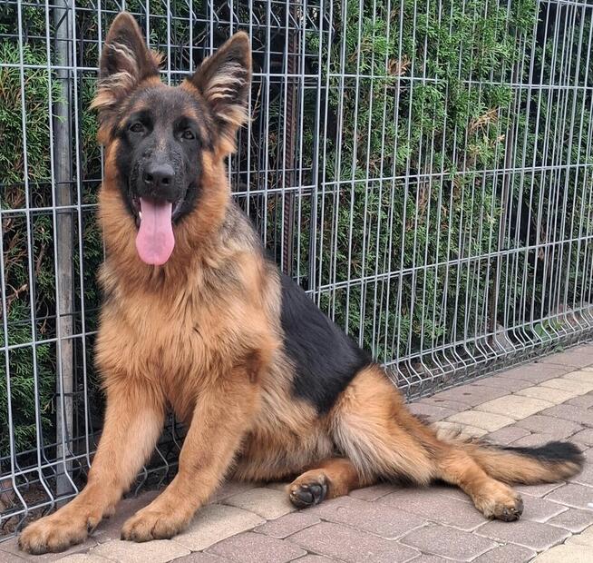 owczarek niemiecki długowłosy