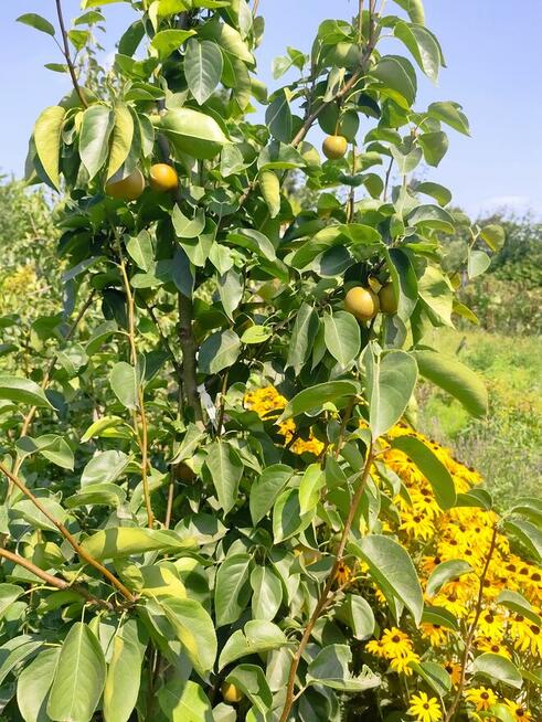 Rod Westerplatte. Paluch Miejski