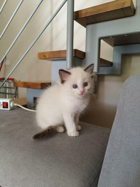 Kocięta na sprzedaż