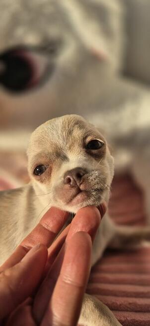 Chihuahua Szczenięta z rodowodem