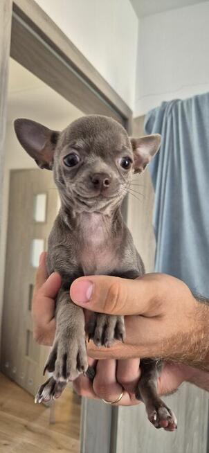 Chihuahua Szczenięta z rodowodem