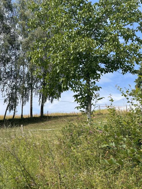 Działka budowlana Biczyce Górne gm. Chełmiec