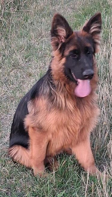 owczarek niemiecki długowłosy