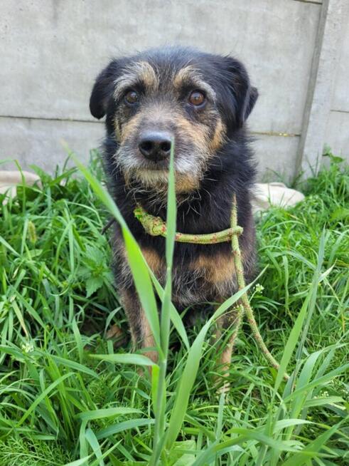 Bronuś do adopcji