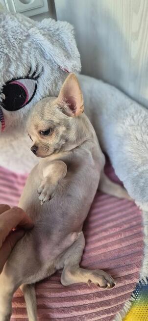 Chihuahua Szczenięta z rodowodem