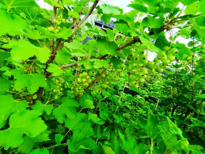 Rod Westerplatte. Paluch Miejski