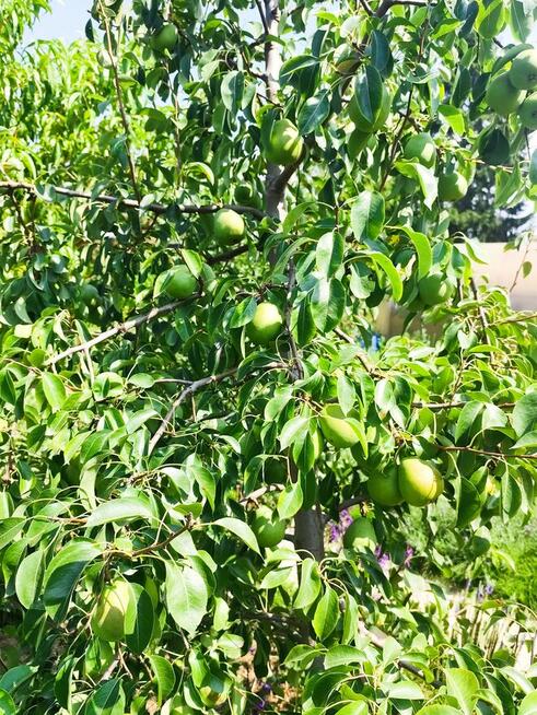 Rod Westerplatte. Paluch Miejski