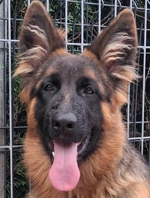 owczarek niemiecki długowłosy