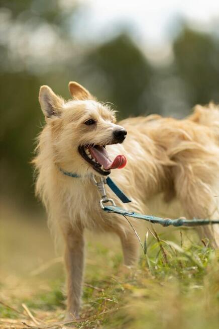 Miki do adopcji