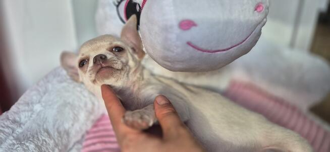 Chihuahua Szczenięta z rodowodem