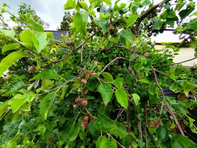 Rod Westerplatte. Paluch Miejski