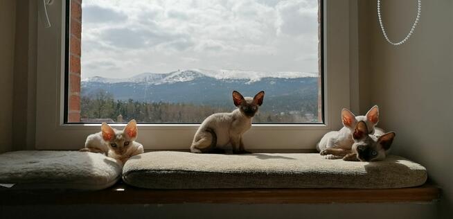 Willę-apartamenty na wynajem Szklarska Poręba centr/Sprzedam