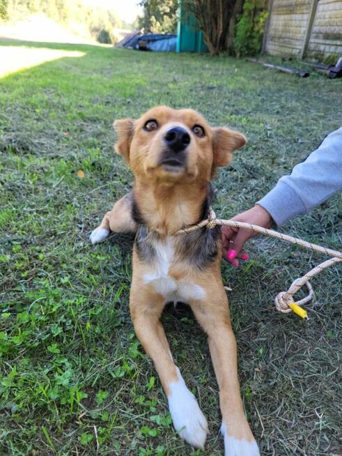 Nela do adopcji