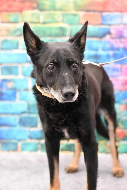 Seniorek Sajmon błaga o kochający domek!