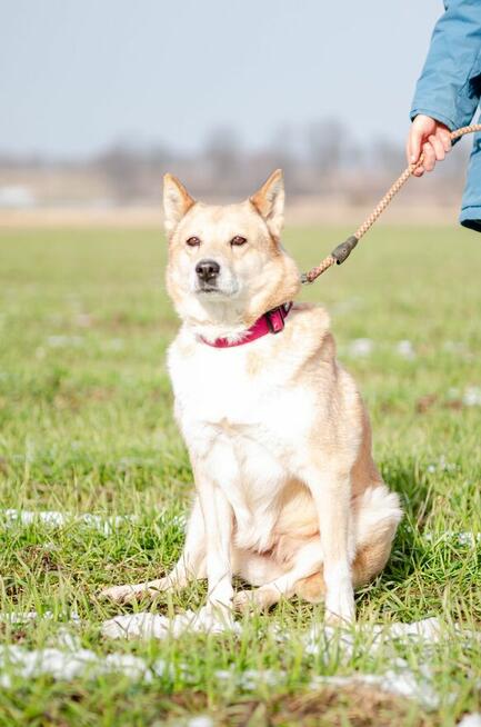Elza - pies anioł, kochana, łagodna sunia